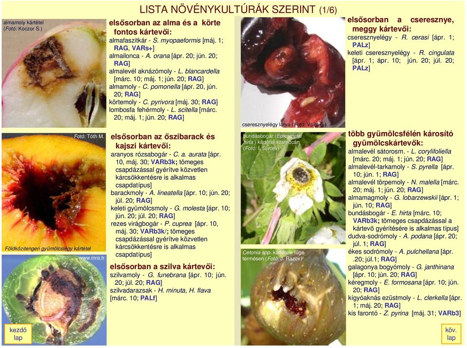 20; RAG] körtemoly - C. pyrivora [máj. 30; RAG] lombosfa fehérmoly - L. scitella [márc. 20; máj. 1; jún. 20; RAG] elsœsorban az Œszibarack és kajszi kártevœi: aranyos rózsabogár - C. a. aurata [ápr.