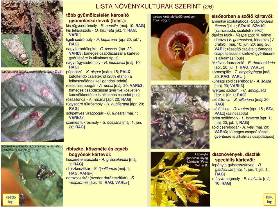 20; VARb3; tömeges csapdázással a kártevœ gyérítésére is alkalmas típus] nagy rügysodrómoly - R. leucatella [máj. 10; RAG] púposszú - X. dispar [márc.