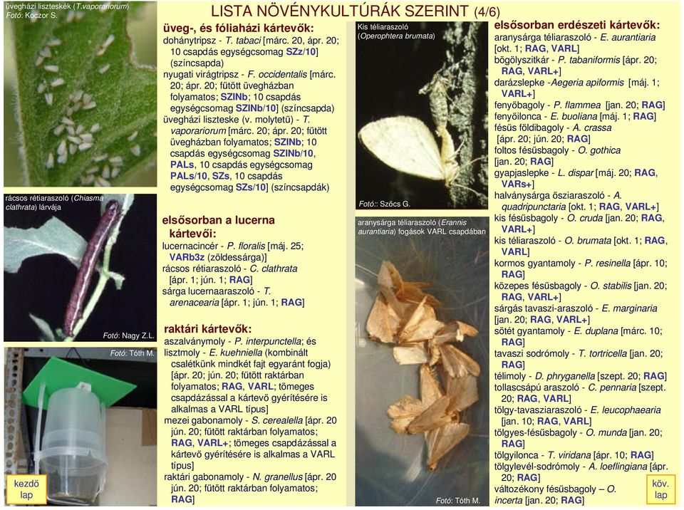 20; ápr. 20; f tött üvegházban folyamatos; SZINb; 10 csapdás egységcsomag SZINb/10] (színcsapda) üvegházi liszteske (v. molytet ) - T. vaporariorum [márc. 20; ápr.