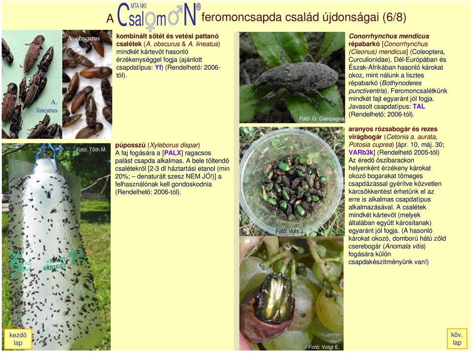 A feromoncsapda család újdonságai (6/8) púposszú (Xyleborus dispar) A faj fogására a [PALX] ragacsos palást csapda alkalmas.