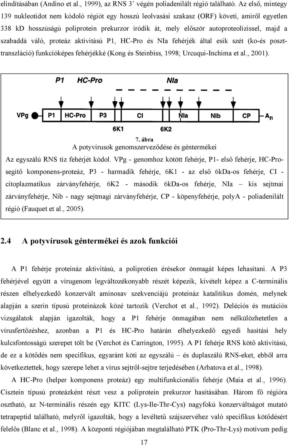 a szabaddá váló, proteáz aktivitású P1, HC-Pro és NIa fehérjék által esik szét (ko-és poszttranszláció) funkcióképes fehérjékké (Kong és Steinbiss, 1998; Urcuqui-Inchima et al., 2001). 7.