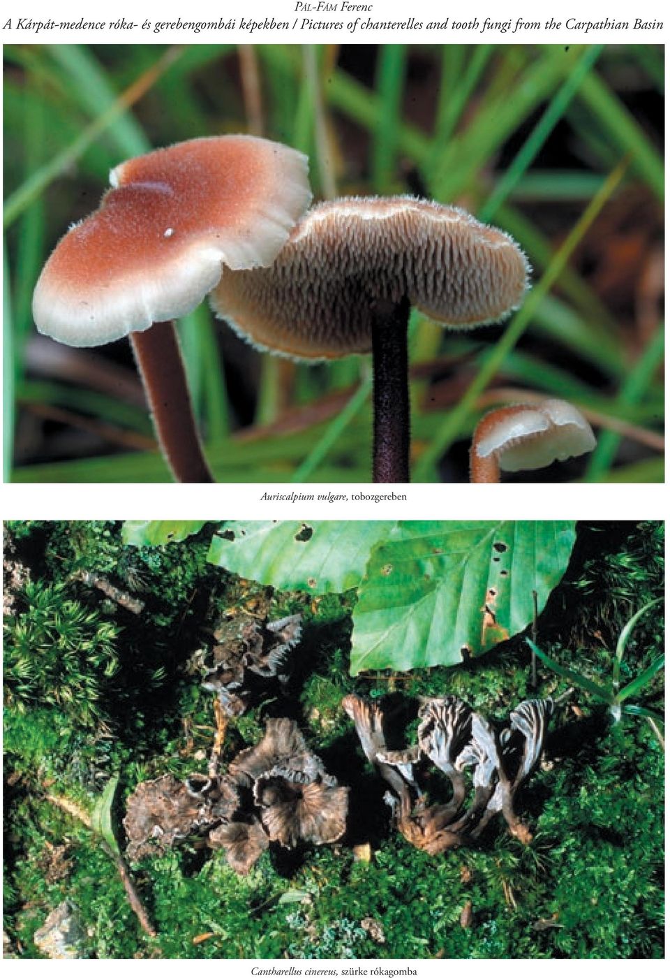 and tooth fungi from the Carpathian Basin