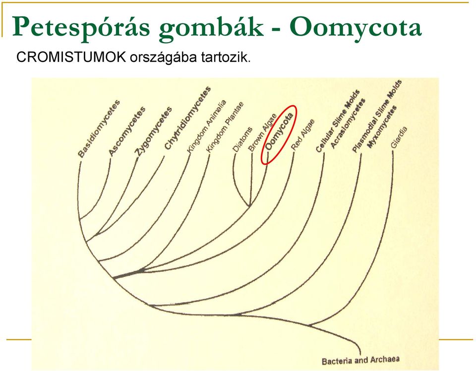 Oomycota