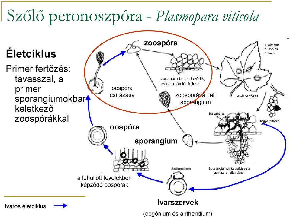 csíratömlőt fejleszt zoospórával telt sporangium hausztóriumok levél fertőzés bogyó fertőzés sporangium a lehullott