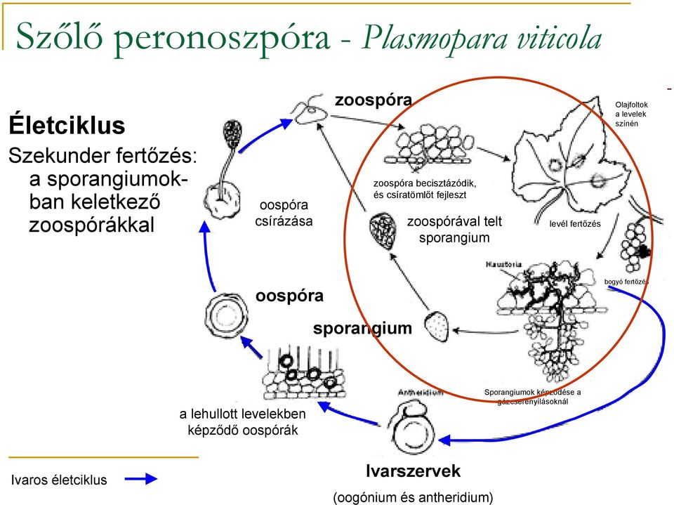 sporangium levél fertőzés Olajfoltok a levelek színén hausztóriumok oospóra bogyó fertőzés sporangium a
