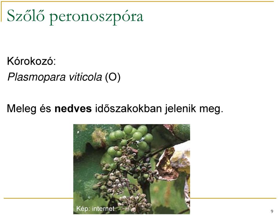 viticola (O) Meleg és