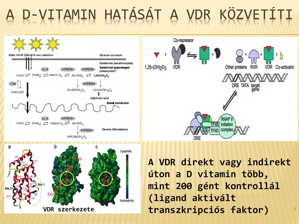 úton a D vitamin több, mint 200 gént