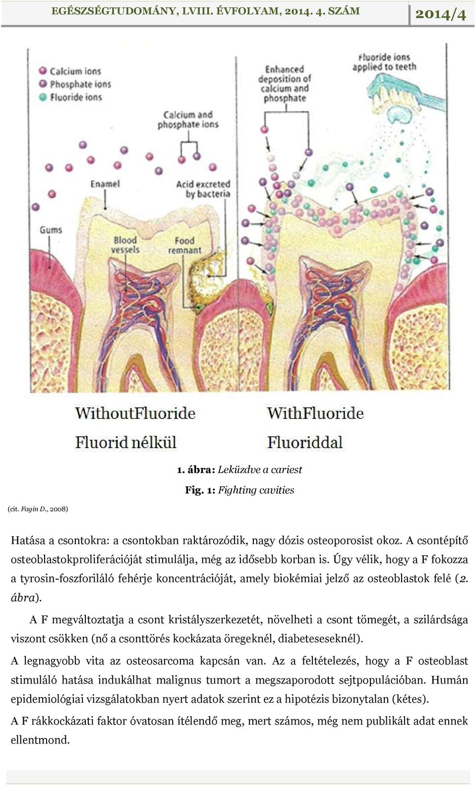 Úgy vélik, hogy a F fokozza a tyrosin-foszforiláló fehérje koncentrációját, amely biokémiai jelző az osteoblastok felé (2. ábra).