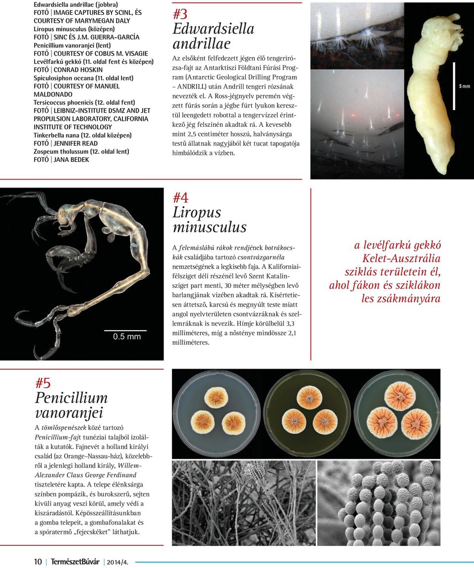 oldal fent) FOTÓ LEIBNIZ-INSTITUTE DSMZ AND JET PROPULSION LABORATORY, CALIFORNIA INSTITUTE OF TECHNOLOGY Tinkerbella nana (12. oldal középen) FOTÓ JENNIFER READ Zospeum tholussum (12.