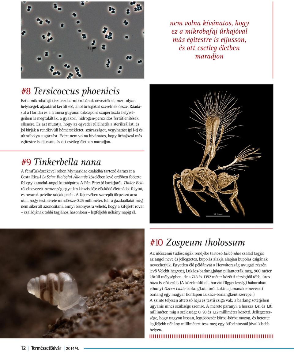 Ráadásul a floridai és a francia guyanai űrközpont szupertiszta helyiségeiben is megtalálták, a gyakori, hidrogén-peroxidos fertőtlenítések ellenére.