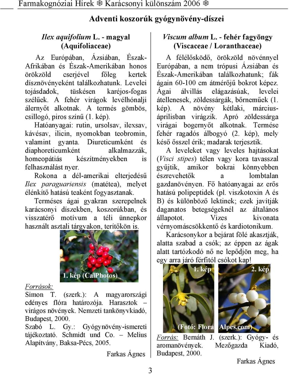 Levelei tojásdadok, tüskésen karéjos-fogas szélűek. A fehér virágok levélhónalji álernyőt alkotnak. A termés gömbös, csillogó, piros színű (1. kép).