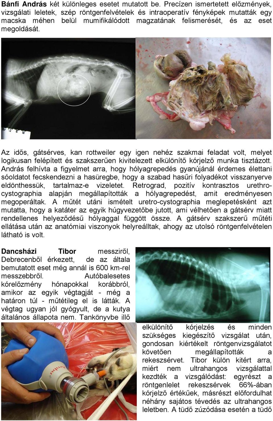 Az idős, gátsérves, kan rottweiler egy igen nehéz szakmai feladat volt, melyet logikusan felépített és szakszerűen kivitelezett elkülönítő kórjelző munka tisztázott.