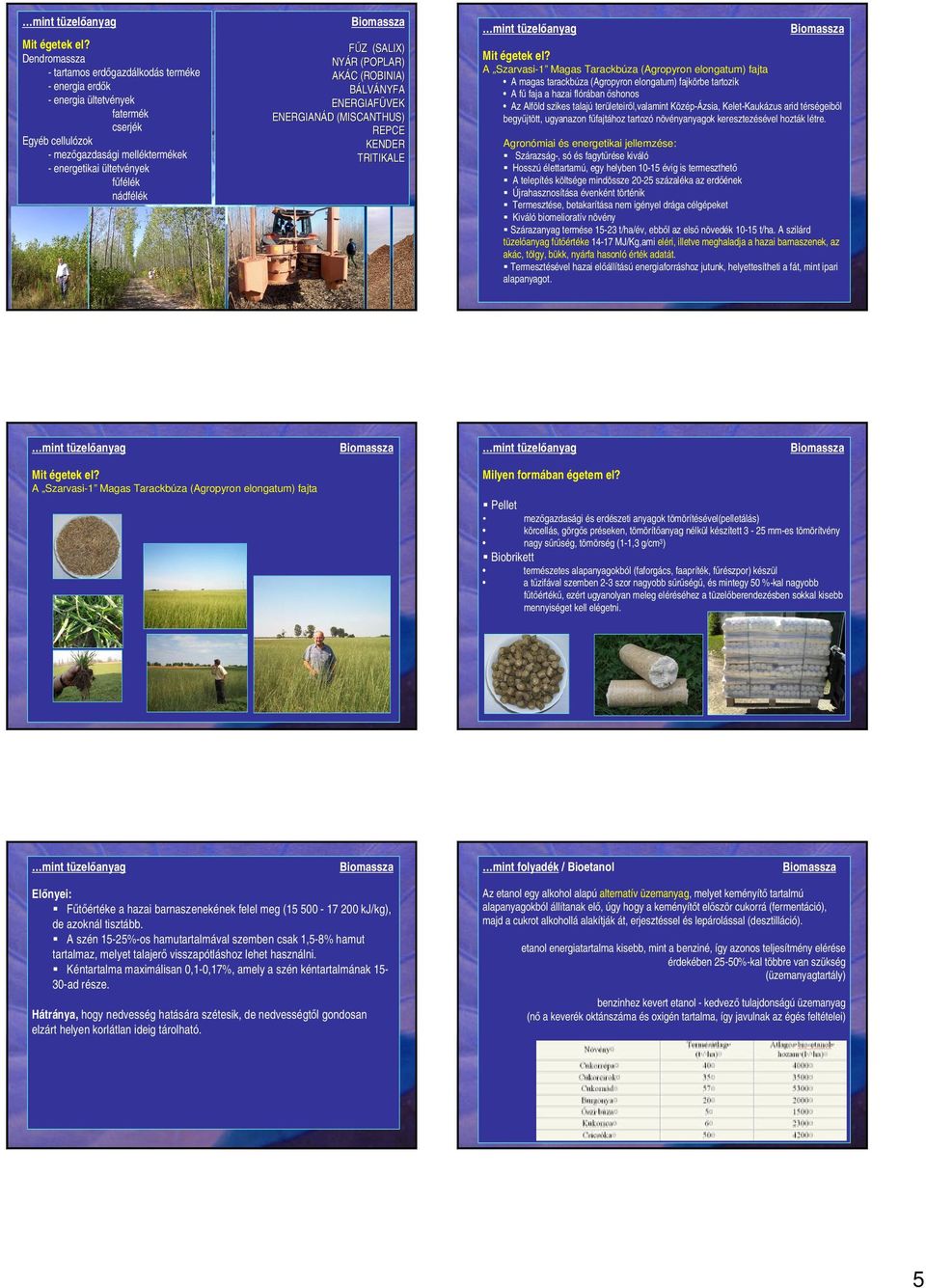 (SALIX) NYÁR (POPLAR) AKÁC (ROBINIA) BÁLVÁNYFA ENERGIAFÜVEK ENERGIANÁD (MISCANTHUS) REPCE KENDER TRITIKALE  A Szarvasi-1 Magas Tarackbúza (Agropyron elongatum) fajta A magas tarackbúza (Agropyron