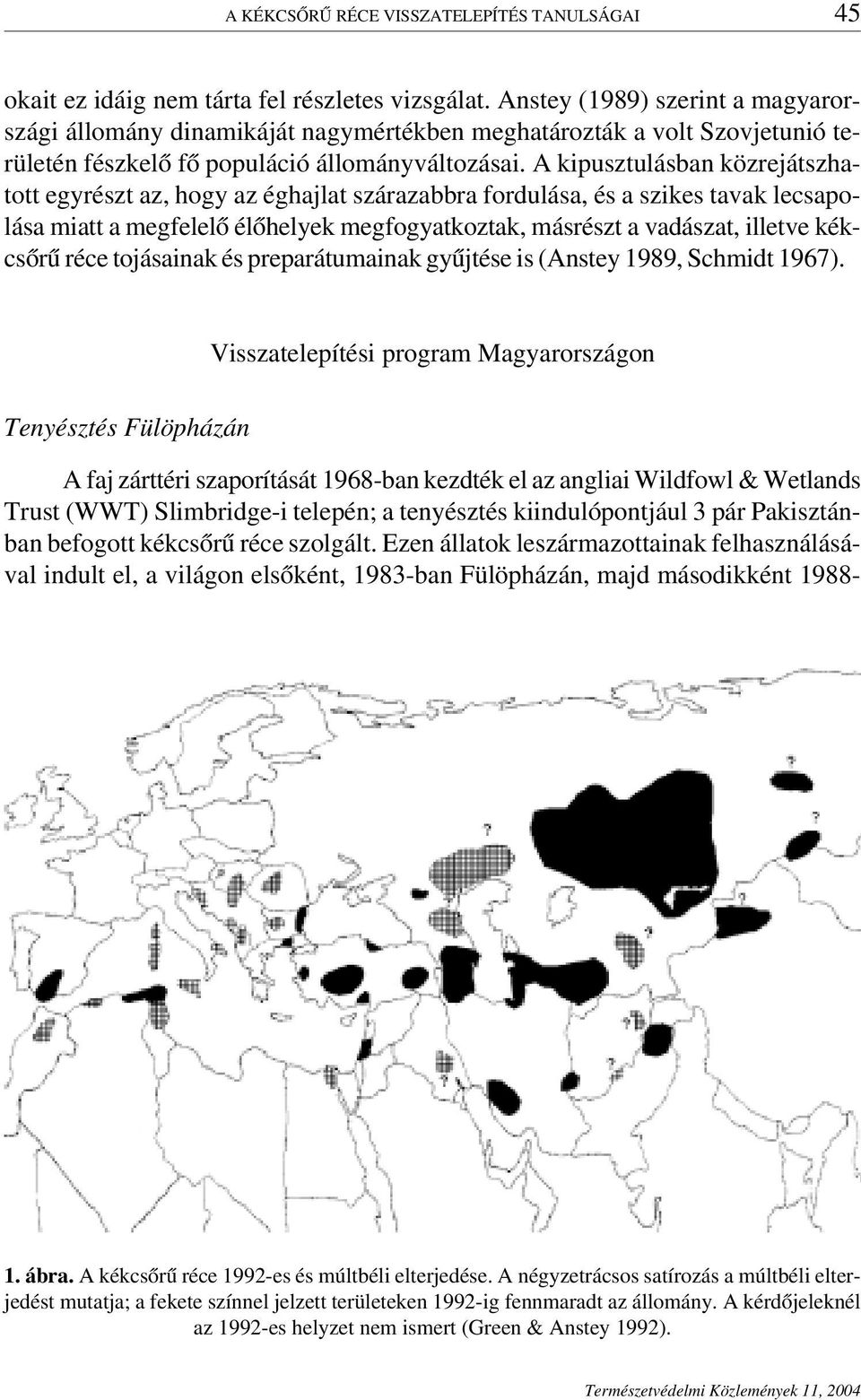 A kipusztulásban közrejátszhatott egyrészt az, hogy az éghajlat szárazabbra fordulása, és a szikes tavak lecsapolása miatt a megfelelő élőhelyek megfogyatkoztak, másrészt a vadászat, illetve kékcsőrű