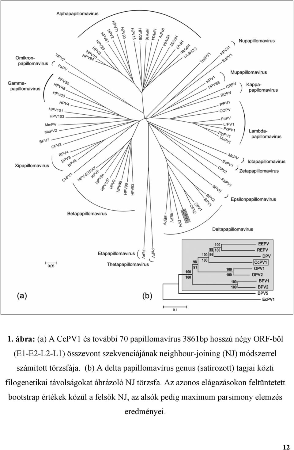 (b) A delta papillomavírus genus (satírozott) tagjai közti filogenetikai távolságokat ábrázoló NJ