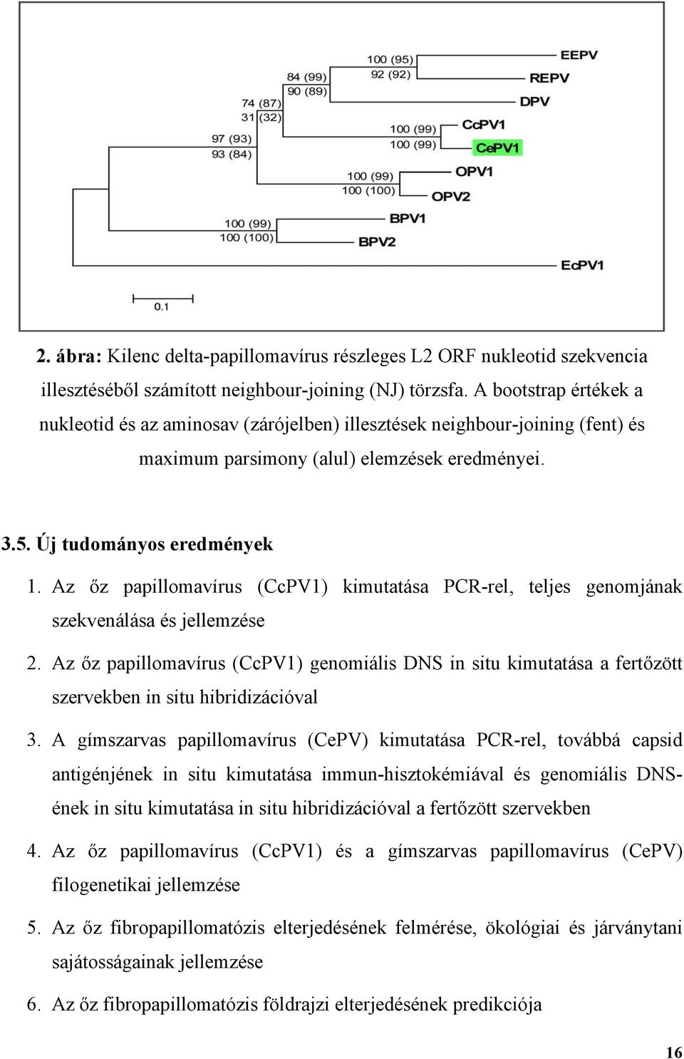 Az őz papillomavírus (CcPV1) kimutatása PCR-rel, teljes genomjának szekvenálása és jellemzése 2.