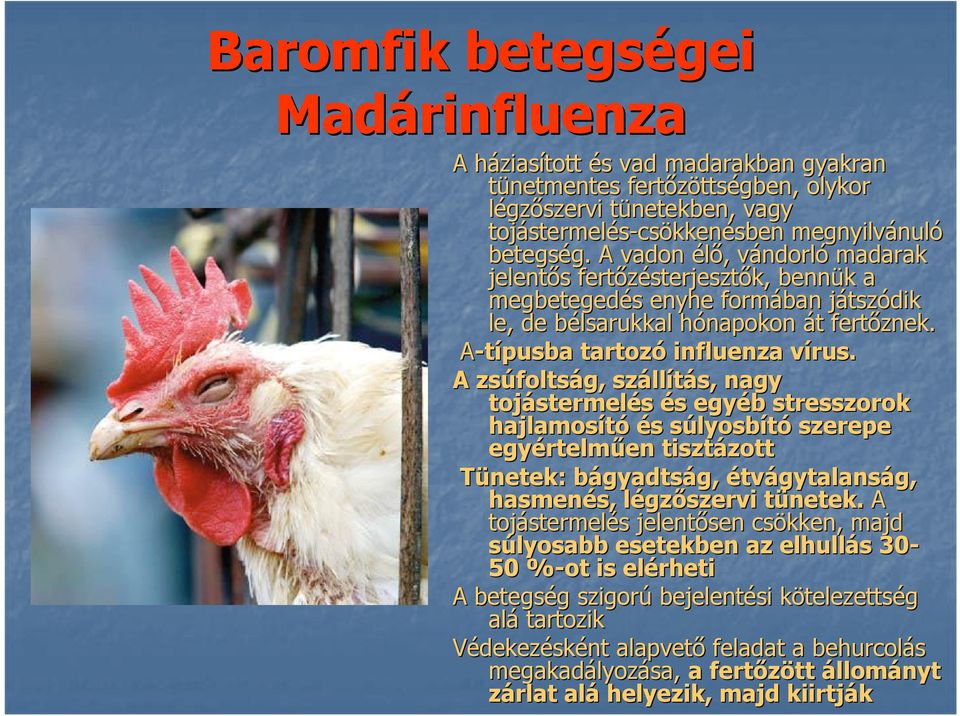 A vadon élő,, vándorlv ndorló madarak jelentős s fertőzésterjeszt sterjesztők, bennük k a megbetegedés s enyhe formában játszj tszódik le, de bélsarukkal b hónapokon h át t fertőznek.