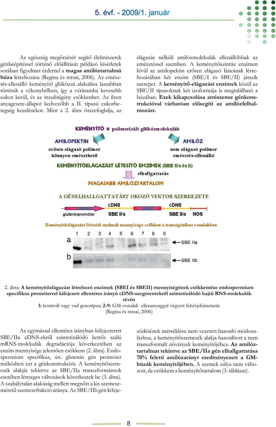 típusú cukorbetegség kezelésekor. Mint a 2. ábra összefoglalja, az elágazás nélküli amilózmolekulák ellenállóbbak az emésztéssel szemben.