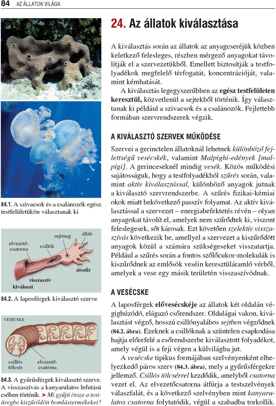 Így választanak ki például a szivacsok és a csalánozók. Fejlettebb formában szervrendszerek végzik. 84.1.