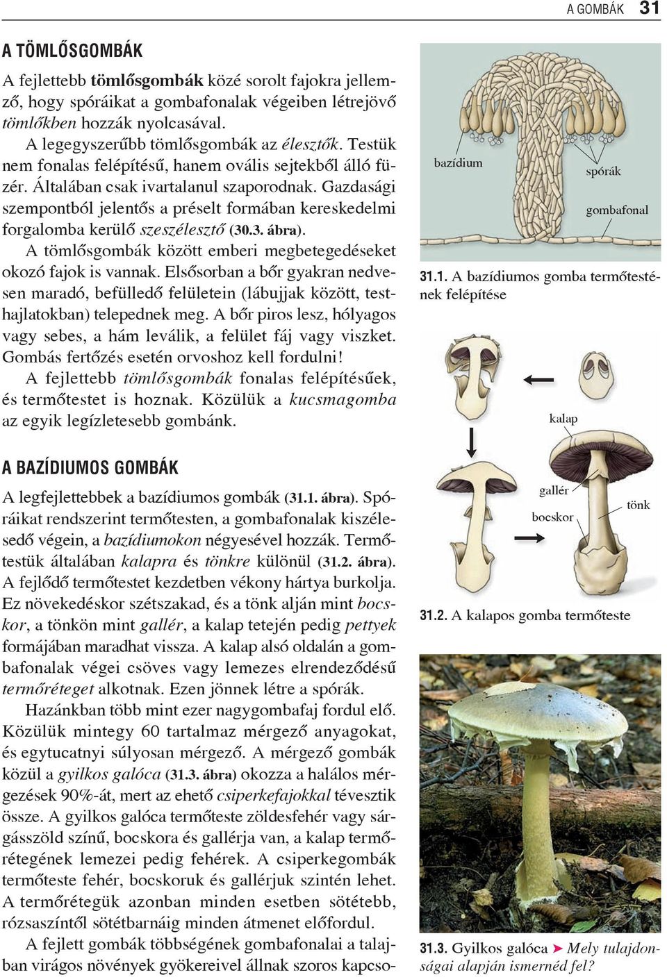 Gazdasági szempontból jelentõs a préselt formában kereskedelmi forgalomba kerülõ szeszélesztõ (30.3. ábra). A tömlõsgombák között emberi megbetegedéseket okozó fajok is vannak.