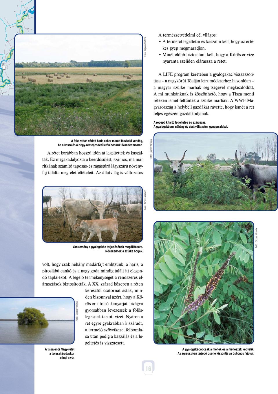 A mi munkánknak is köszönhető, hogy a Tisza menti réteken ismét feltűntek a szürke marhák. A WWF Magyarország a helybeli gazdákat rávette, hogy ismét a rét teljes egészén gazdálkodjanak.