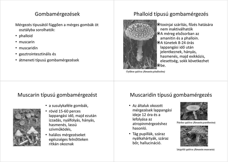 A tünetek 8-24 órás lappangási idő után jelentkeznek, hányás, hasmenés, majd exikkózis, elesettség, sokk következhet be.