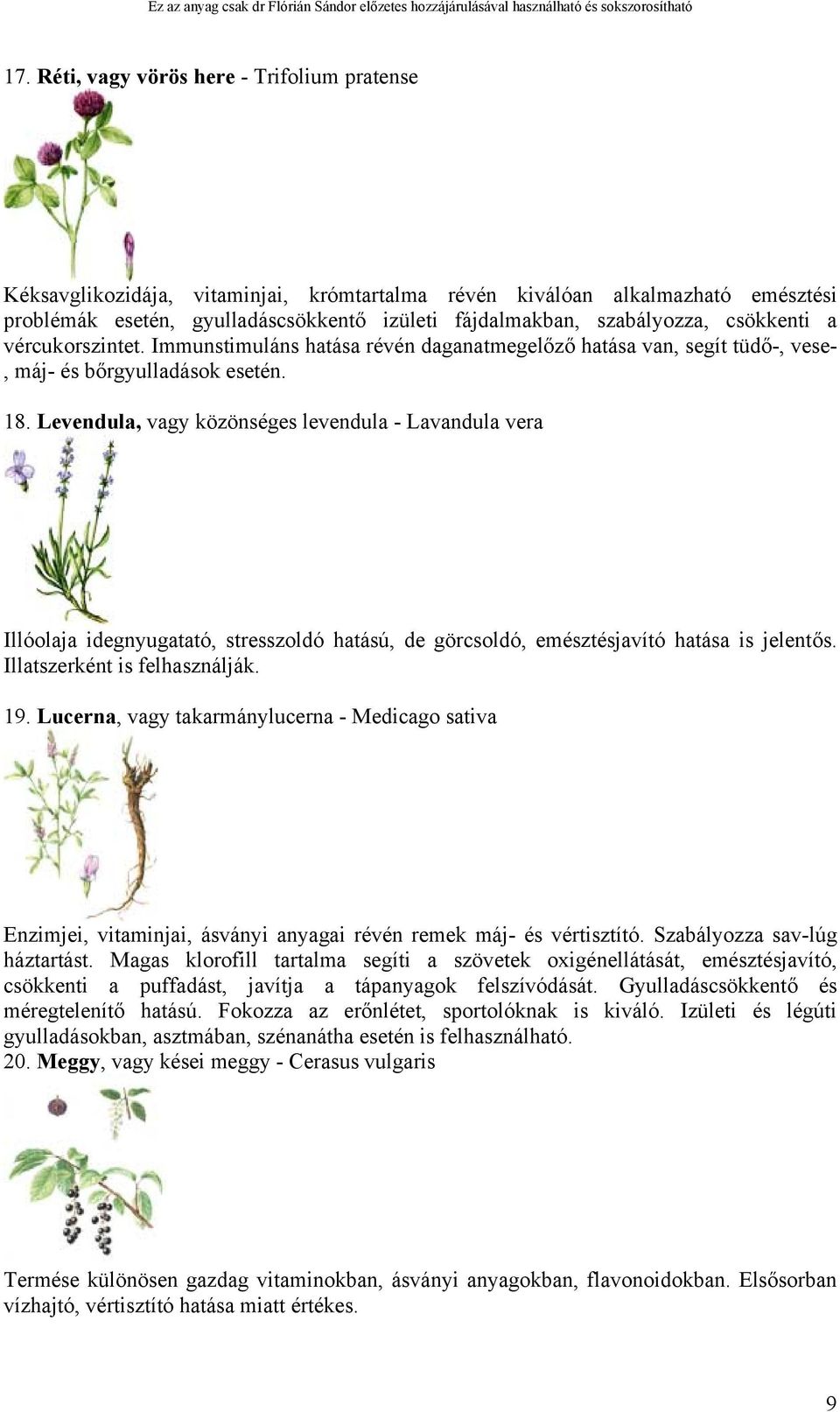 Levendula, vagy közönséges levendula - Lavandula vera Illóolaja idegnyugatató, stresszoldó hatású, de görcsoldó, emésztésjavító hatása is jelentős. Illatszerként is felhasználják. 19.