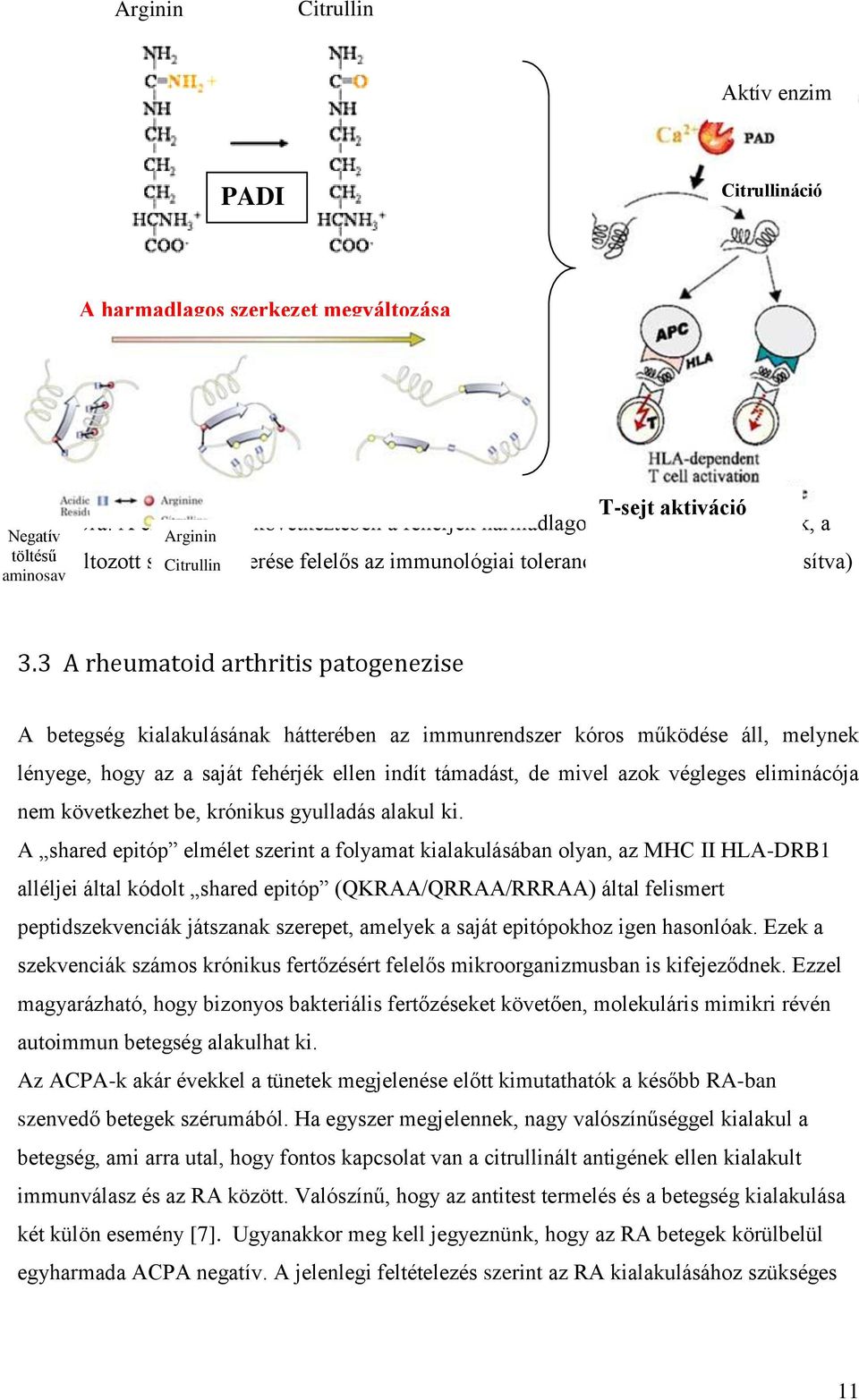 3 A rheumatoid arthritis patogenezise A betegség kialakulásának hátterében az immunrendszer kóros működése áll, melynek lényege, hogy az a saját fehérjék ellen indít támadást, de mivel azok végleges