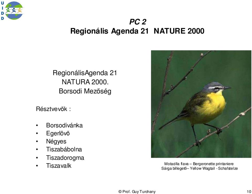 Tiszabábolna Tiszadorogma Tiszavalk Motacilla flava Bergeronette