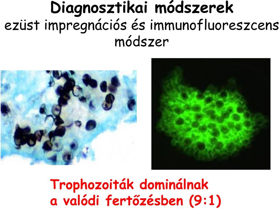 immunofluoreszcens módszer