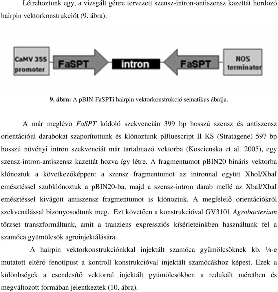 már tartalmazó vektorba (Koscienska et al. 2005), egy szensz-intron-antiszensz kazettát hozva így létre.