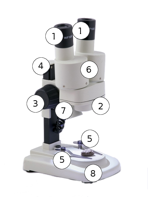 A mikroszkóp részei (1. ábra) 1. ábra 1. Okulár 2. Objektív 3. Élességállító (fókuszáló) gomb 4. Oszlop 5. Minta-leszorító karok 6. Prizmaházak állítható szemtávolsággal 7. Beépített fényforrás 8.