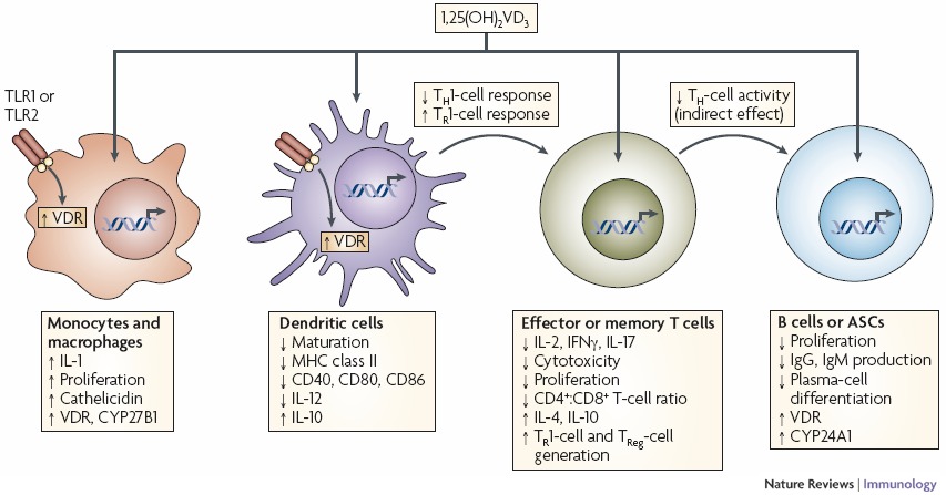 Az 1,25(OH) 2 D 3 hatása az immunrendszer