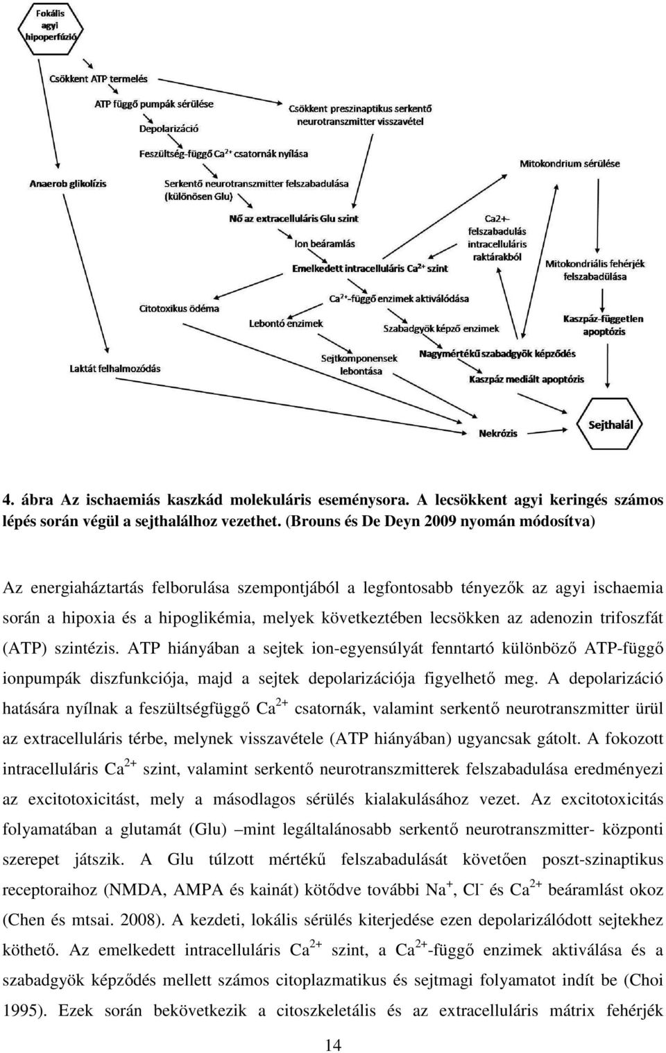 adenozin trifoszfát (ATP) szintézis. ATP hiányában a sejtek ion-egyensúlyát fenntartó különböző ATP-függő ionpumpák diszfunkciója, majd a sejtek depolarizációja figyelhető meg.