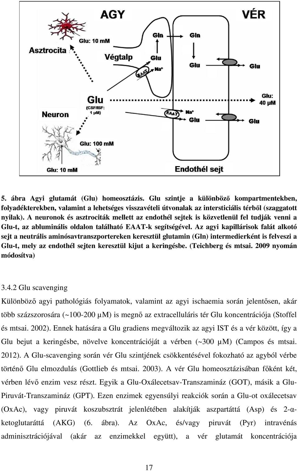 Az agyi kapillárisok falát alkotó sejt a neutrális aminósavtranszportereken keresztül glutamin (Gln) intermedierként is felveszi a Glu-t, mely az endothél sejten keresztül kijut a keringésbe.