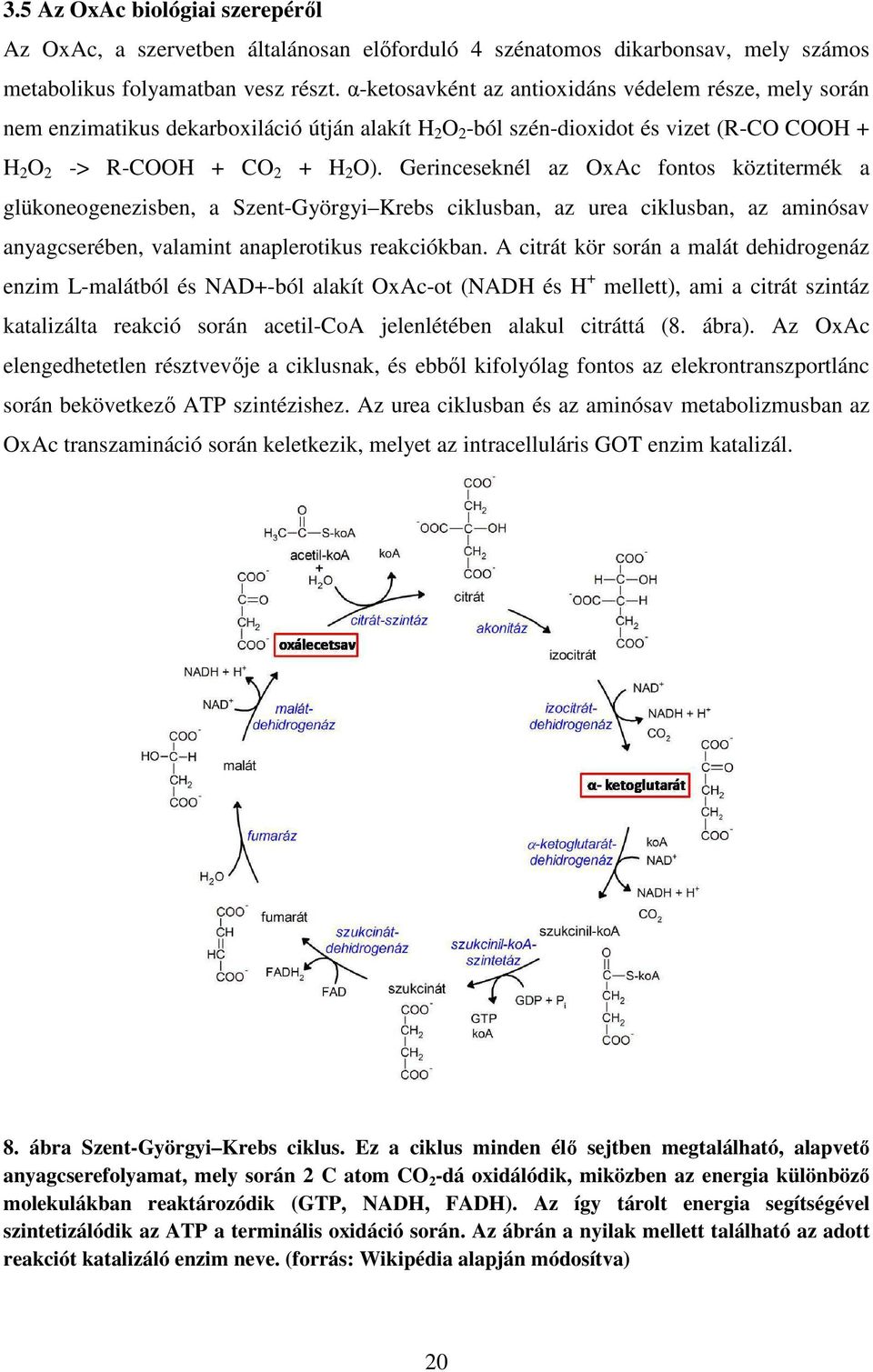 Gerinceseknél az OxAc fontos köztitermék a glükoneogenezisben, a Szent-Györgyi Krebs ciklusban, az urea ciklusban, az aminósav anyagcserében, valamint anaplerotikus reakciókban.