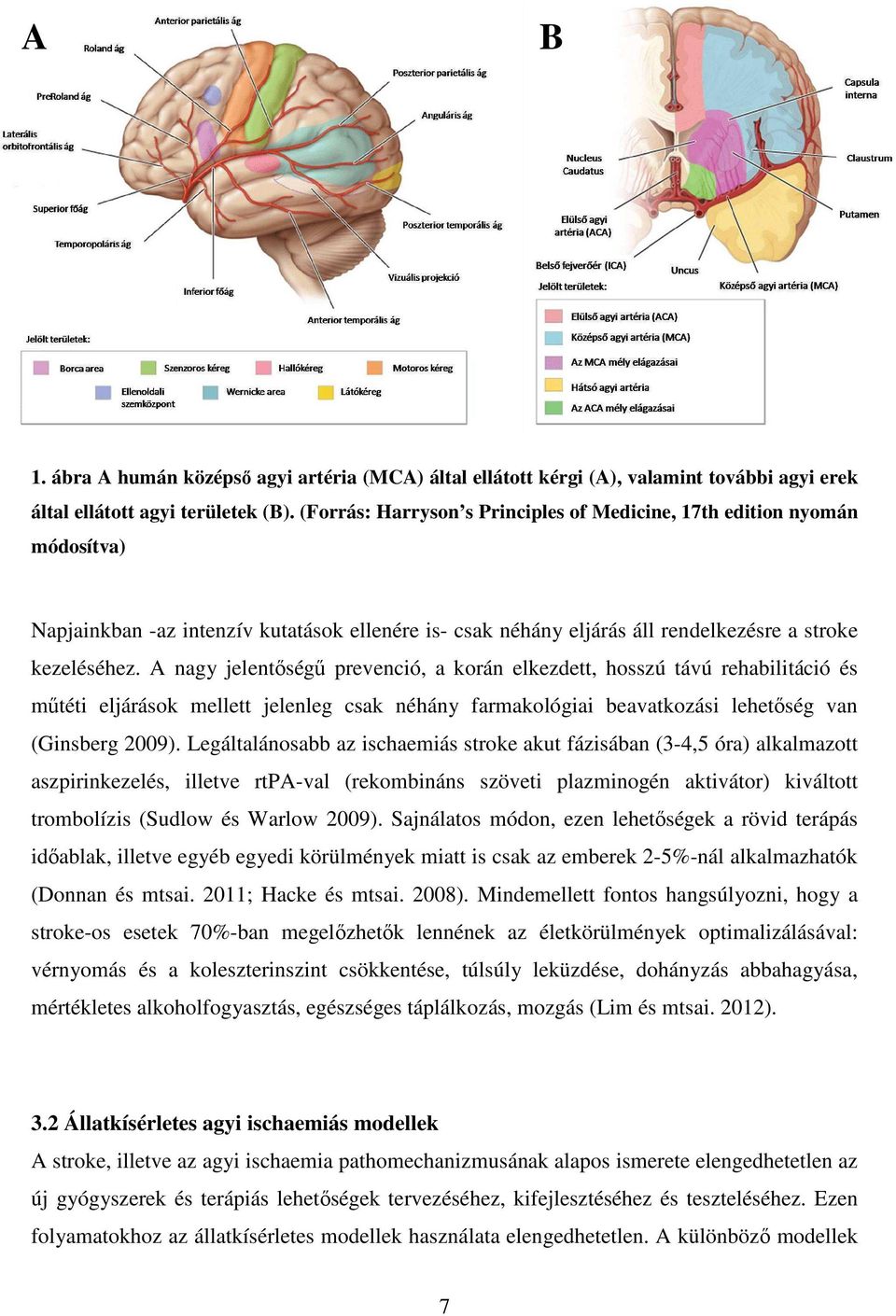 A nagy jelentőségű prevenció, a korán elkezdett, hosszú távú rehabilitáció és műtéti eljárások mellett jelenleg csak néhány farmakológiai beavatkozási lehetőség van (Ginsberg 2009).