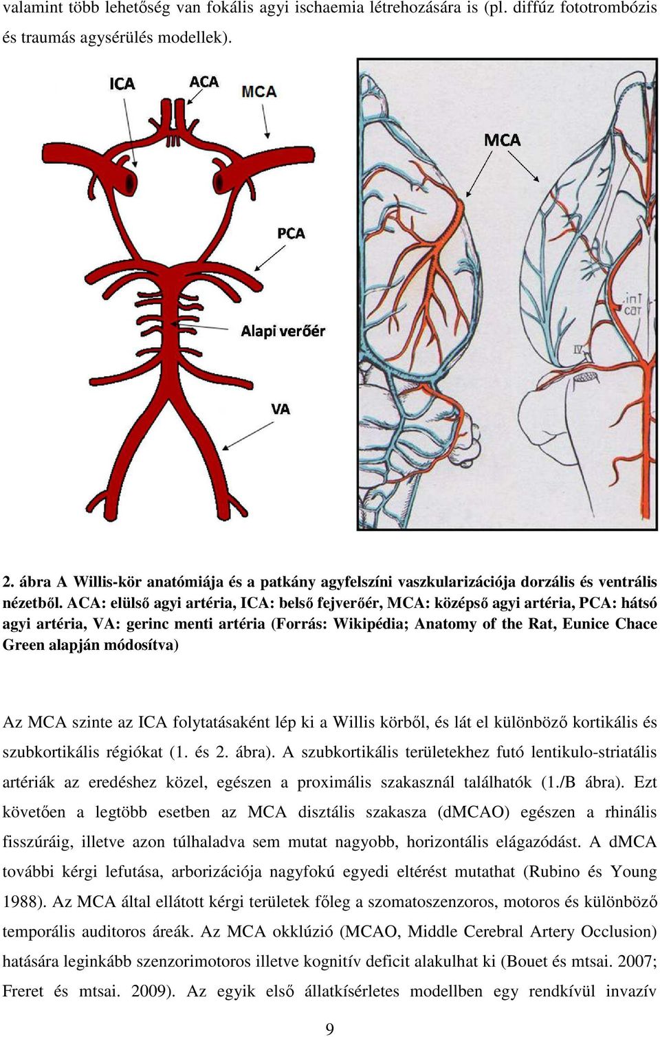 ACA: elülső agyi artéria, ICA: belső fejverőér, MCA: középső agyi artéria, PCA: hátsó agyi artéria, VA: gerinc menti artéria (Forrás: Wikipédia; Anatomy of the Rat, Eunice Chace Green alapján