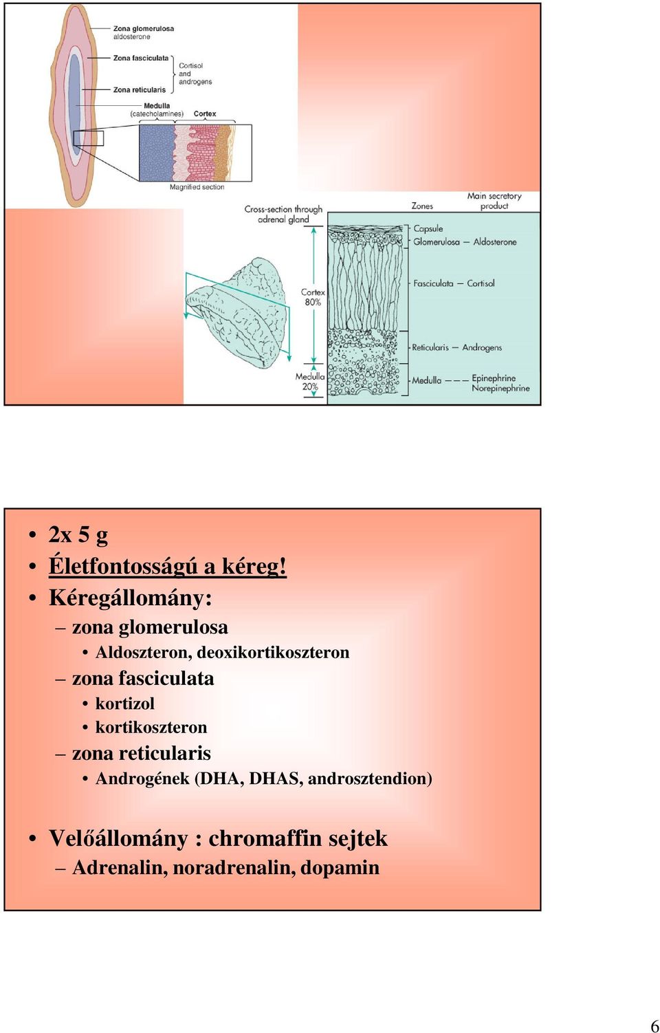 zona fasciculata kortizol kortikoszteron zona reticularis