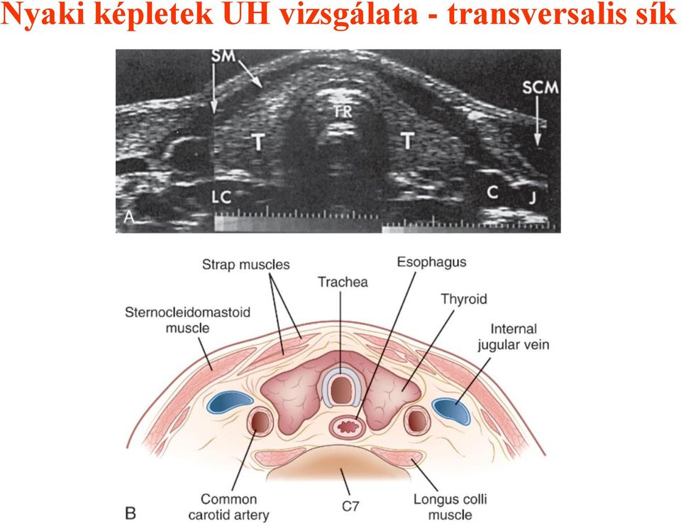 vizsgálata