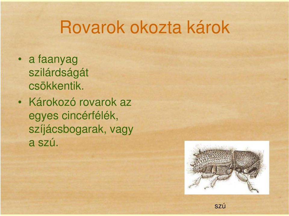 Károkozó rovarok az egyes