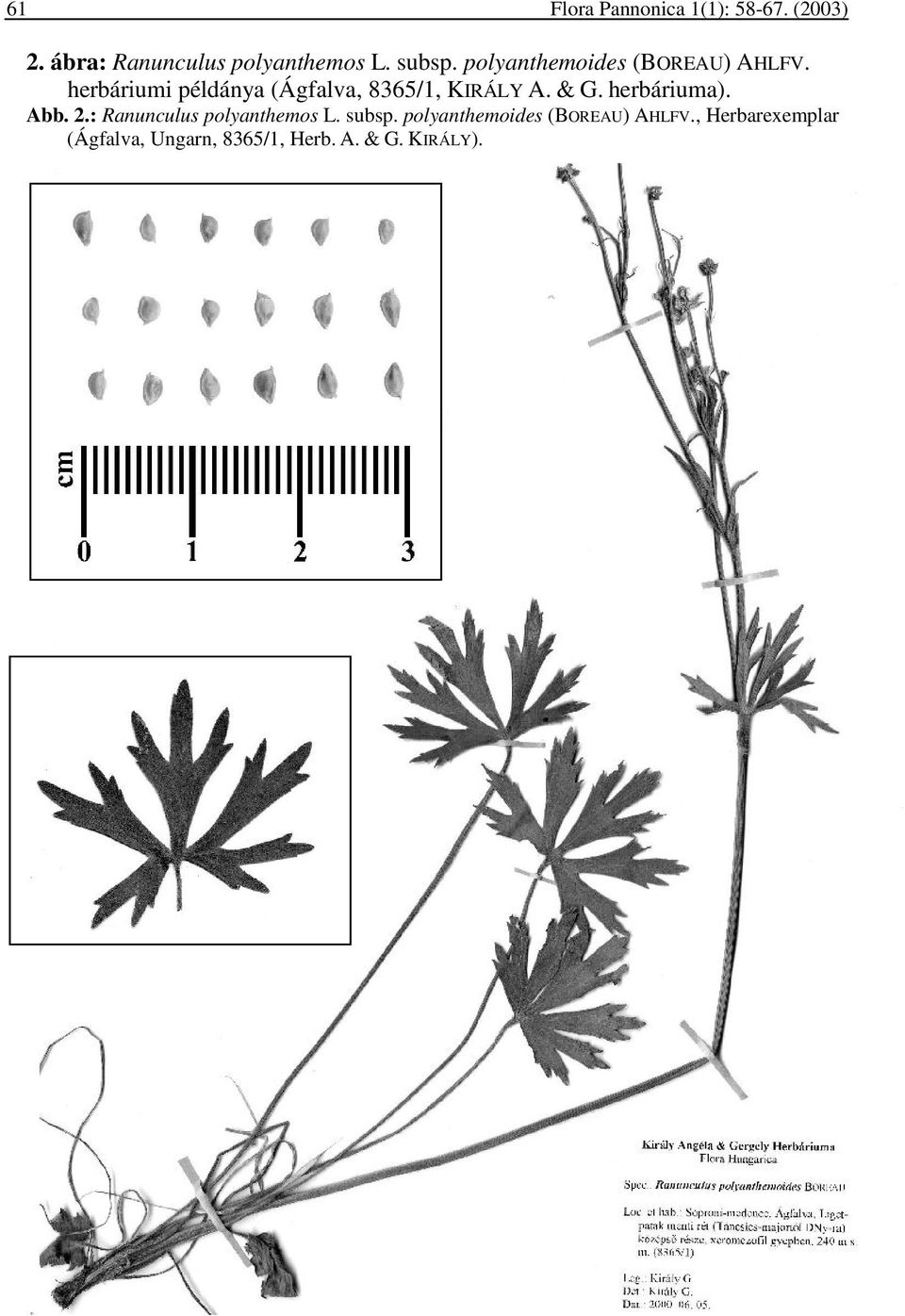 herbáriumi példánya (Ágfalva, 8365/1, KIRÁLY A. & G. herbáriuma). Abb. 2.