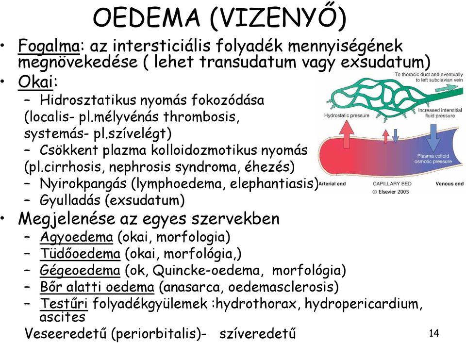 cirrhosis, nephrosis syndroma, éhezés) Nyirokpangás (lymphoedema, elephantiasis) Gyulladás (exsudatum) Megjelenése az egyes szervekben Agyoedema (okai,