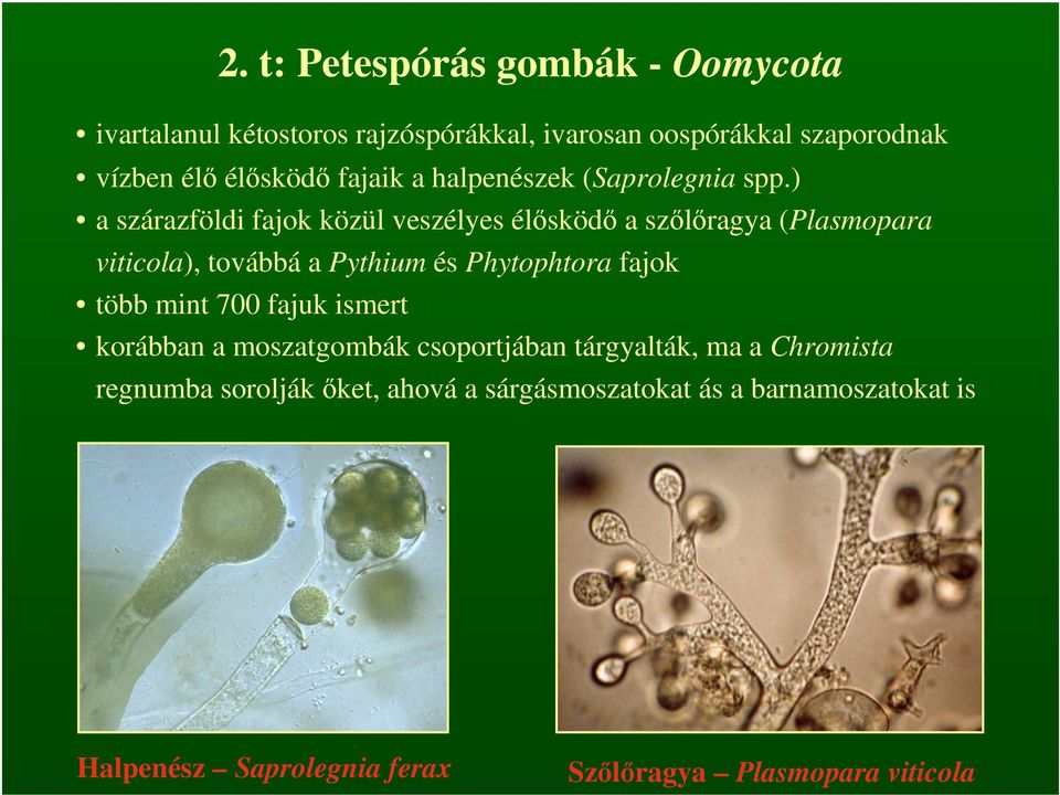) a szárazföldi fajok közül veszélyes élősködő a szőlőragya (Plasmopara viticola), továbbá a Pythium és Phytophtora fajok több