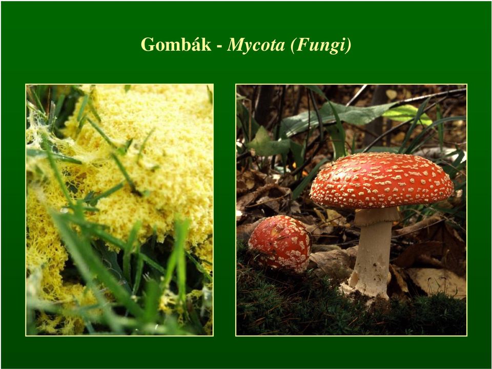 (Fungi)