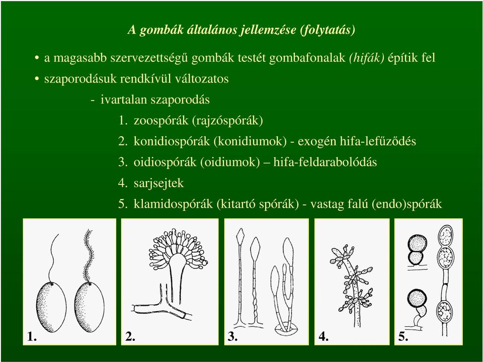 zoospórák (rajzóspórák) 2. konidiospórák (konidiumok) - exogén hifa-lefűződés 3.