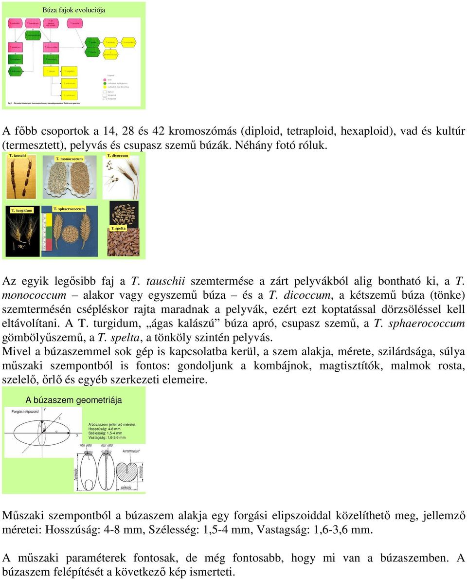 dicoccum, a kétszemő búza (tönke) szemtermésén csépléskor rajta maradnak a pelyvák, ezért ezt koptatással dörzsöléssel kell eltávolítani. A T. turgidum, ágas kalászú búza apró, csupasz szemő, a T.