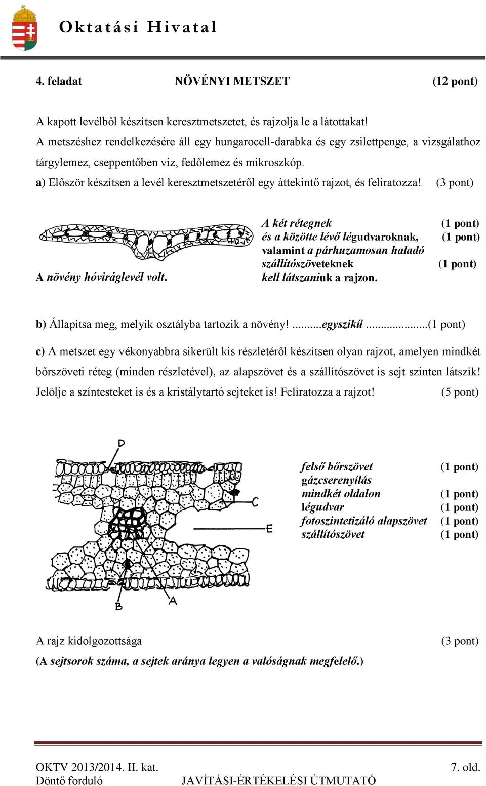 a) Először készítsen a levél keresztmetszetéről egy áttekintő rajzot, és feliratozza! (3 pont) A növény hóviráglevél volt.