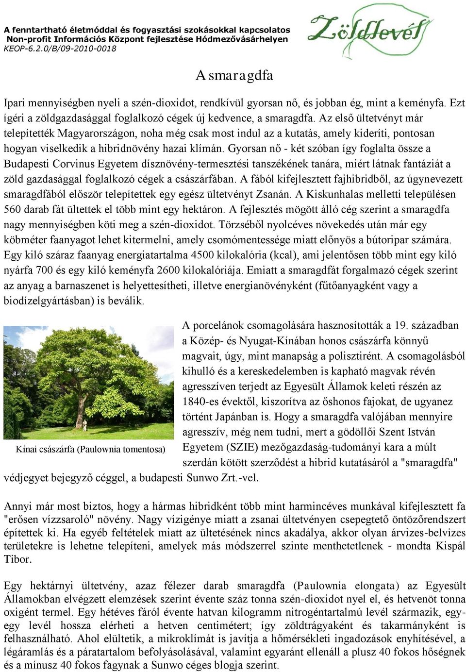 Gyorsan nő - két szóban így foglalta össze a Budapesti Corvinus Egyetem dísznövény-termesztési tanszékének tanára, miért látnak fantáziát a zöld gazdasággal foglalkozó cégek a császárfában.