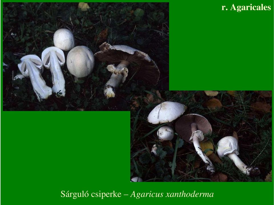 Agaricus